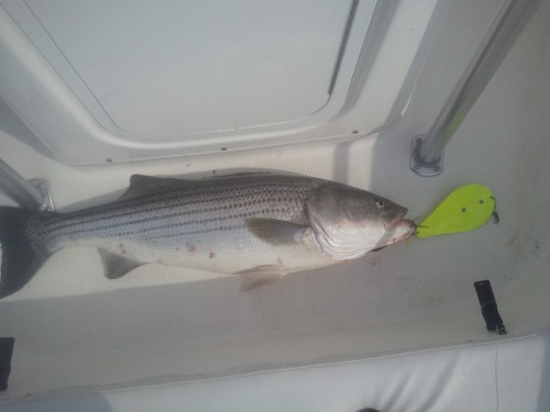 Cow Bass with Bunker Spoon